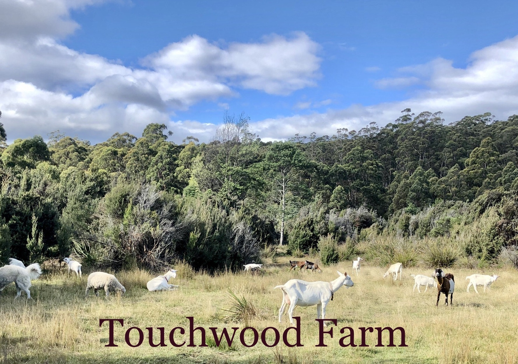 Touchwood Farm